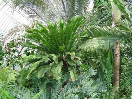 encephalartos altensteinii top of cycad growing at Kew Gardens