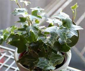 English ivy variegated