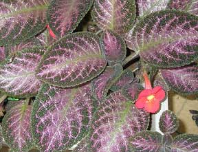 Episcia War Paint