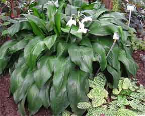Eucharis amazonica in flower
