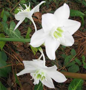 flowers on the amazon eucharis lily