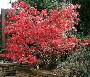 Bright Red Euonymous alatus in autumn color