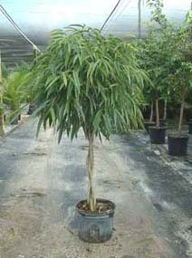 Ficus Alii