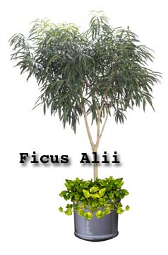 Ficus Alii Tree handle lower humidity better indoors than other  ficus tree varieties