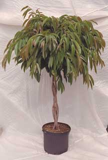 Ficus Banana Leaf- Alli