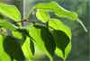 Thumbnail image for Ficus Tree Care – Winter Leaf Loss