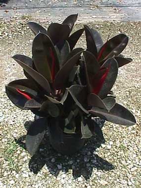Ficus elastica Burgundy