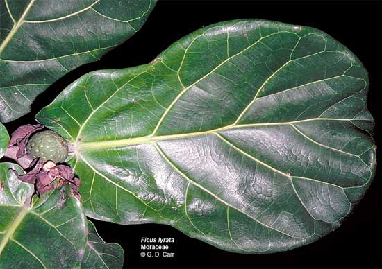 leaf and fruit of dicus lyrata