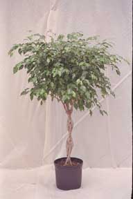 ficus midnight braided