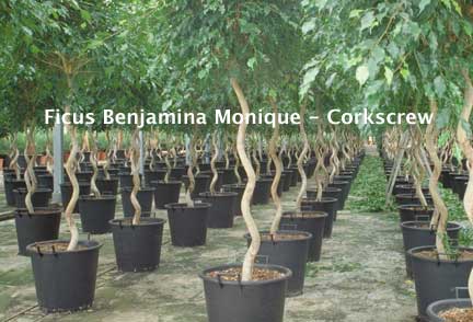 corkscrew monique ficus tree