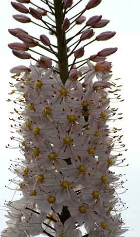 foxtail lily blooms up close