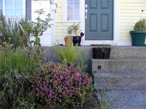 front yard landscape - what the guest see