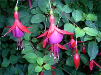 flowering fuchsia great for a covered patio
