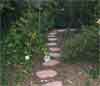 pathway in the garden