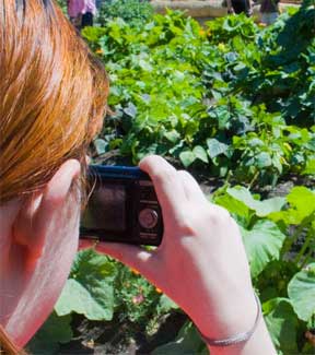 taking pictures on the garden