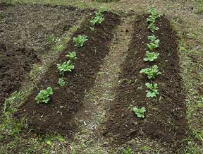sprouting veggies popping up through the garden soil