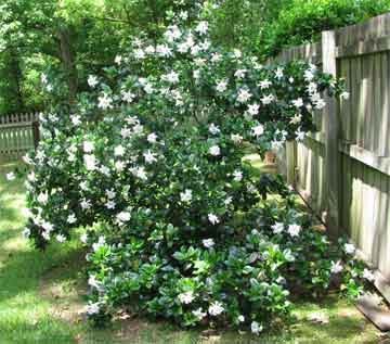 Gardenia how to grow