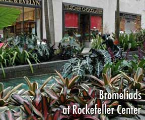bromeliads in New York at Rockefeller in a garden setting
