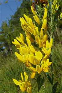 yellow flowering Genista tinctoria
