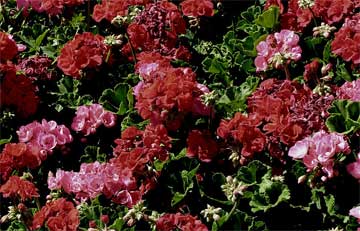 geranium flowering in the landscape