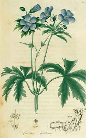 Geranium maculatum, the common cranesbill