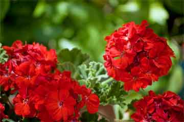 red geranium up close.jpg