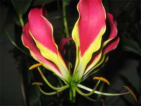 Close up of the Gloriosa Rothschildiana Glory Lily