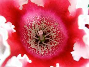 Gloxinia flower up close
