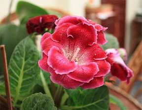 Red Flowered ruffled gloxinia