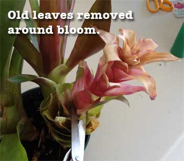 Old flower of Guzmania bromeliad with leaves cut away