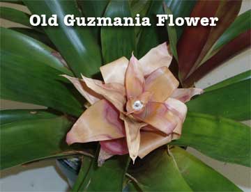 Old flower of Guzmania bromeliad