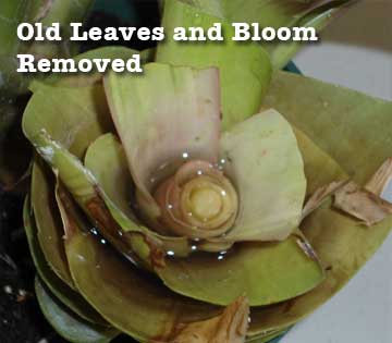 Old flower and leaves of Guzmania bromeliad removed