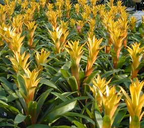 Guzmania Marjan
