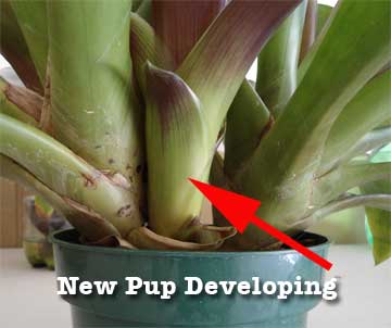 new bromeliad pup developing