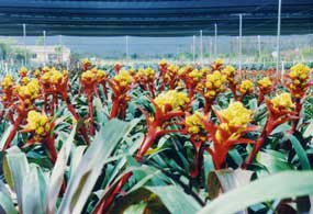 Guzmania Symphony