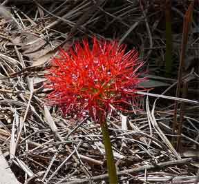 blooming blood lily