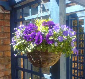colorful mix of plants blooming in a hanging basket