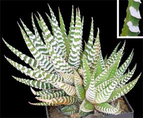 Haworthia fasciata up close