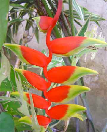 Heliconia Plant Care