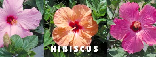 assorted hibiscus flowers