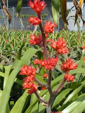 Hohenbergia Stellata