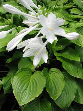flowering white hosta in the landscape