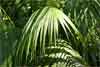 leaves of kentiua palm