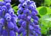 up close blooming Hyacinth