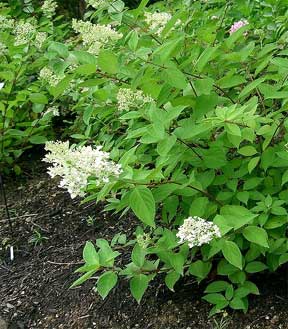 Flowering Hydrangea paniculata