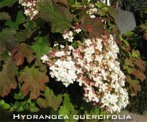 Blooming oakleaf hydrangea