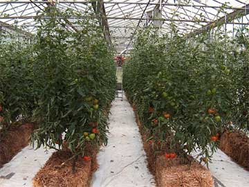 Hydroponic greenhouse