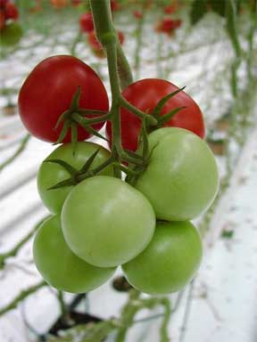 Preparing Your Hydroponic Garden