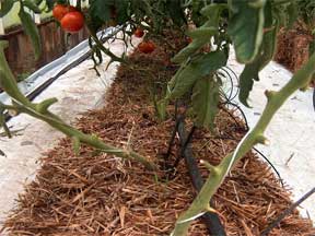 hydroponics in action