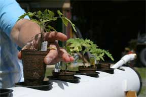 What Is Hydroponics?